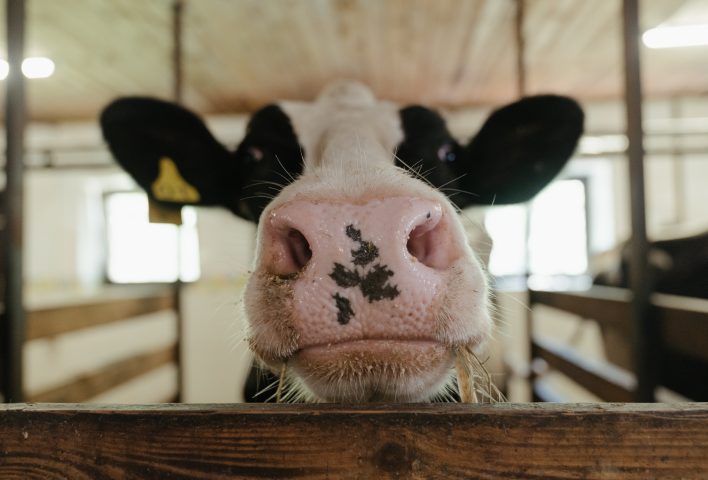 Could milk be kinder?