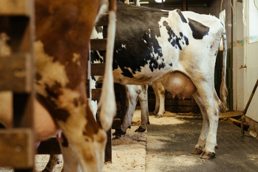 Cowshed with milking cows