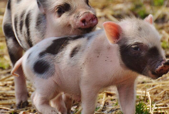 2 spotty black and pink pigs playing