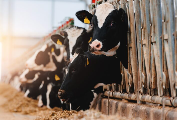 Cows in Pens